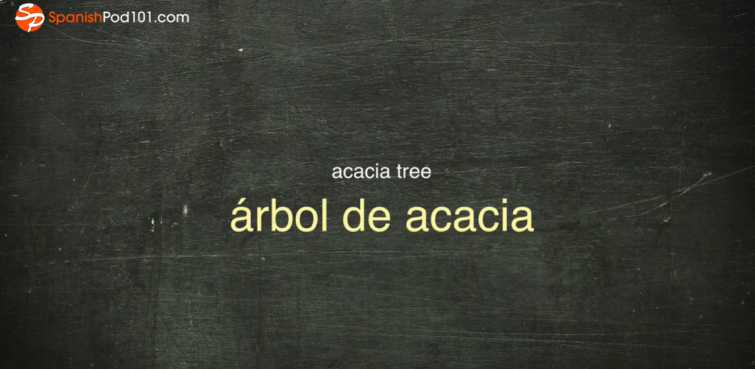 acacia