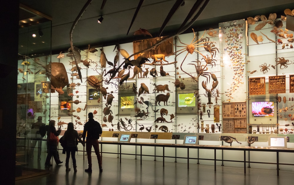 Mur de la biodiversité, Musée d'Histoire Naturelle, New York