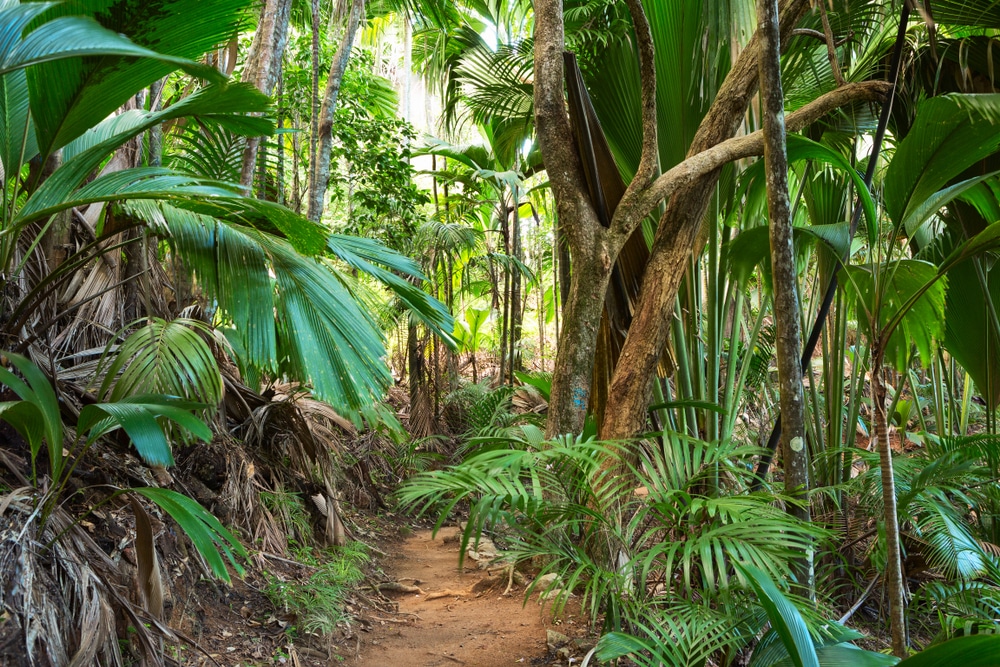 May Valley, Praslin Island,