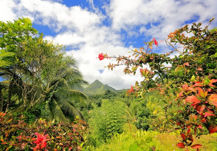 Volcan des montagnes chaudes, Martinique, Caraïbes. Végétation luxuriante au premier plan