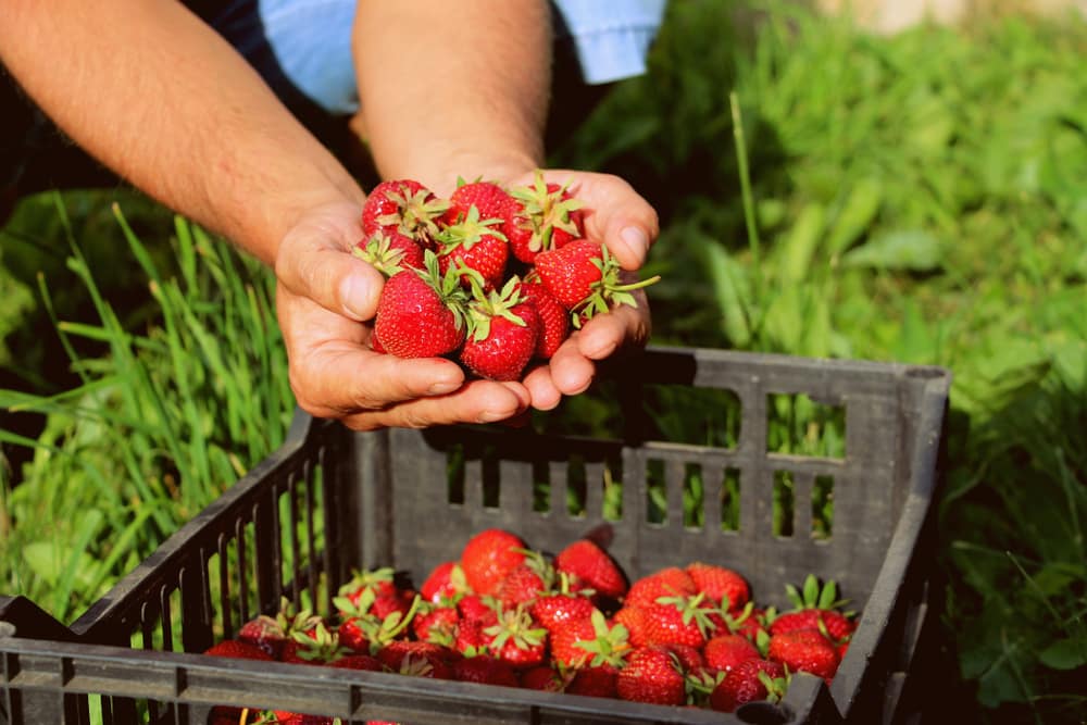 Ramassage de fraises en PVT