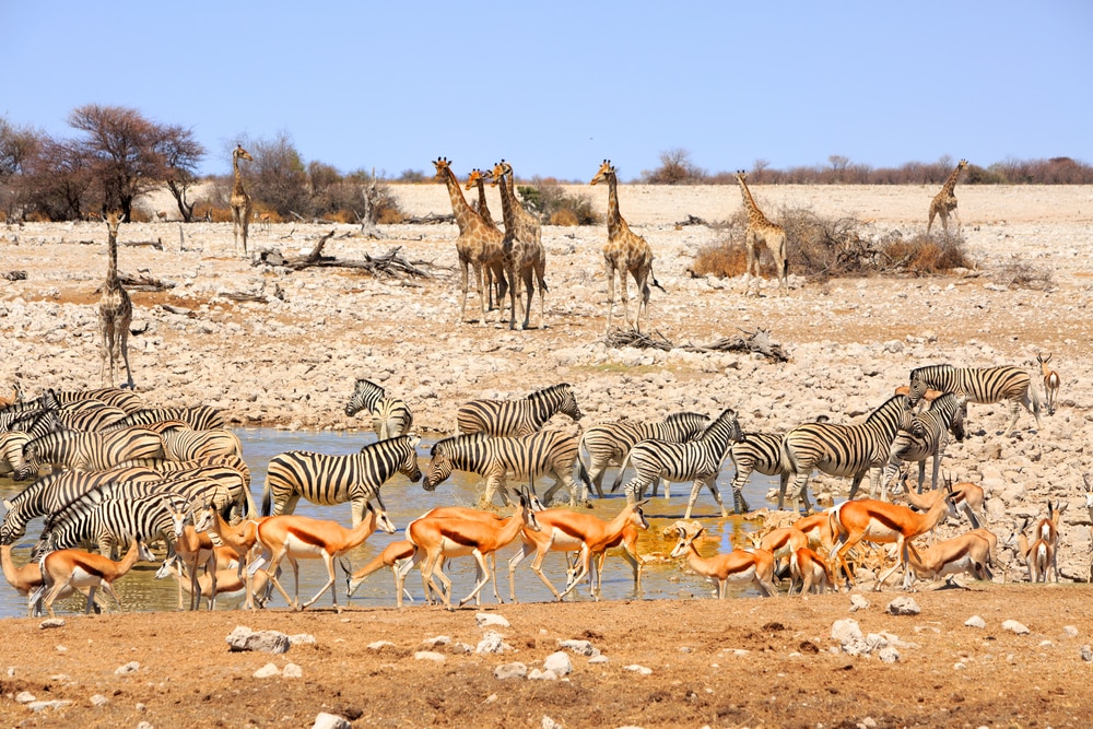 Les 10 Meilleurs Safaris Faire En Namibie
