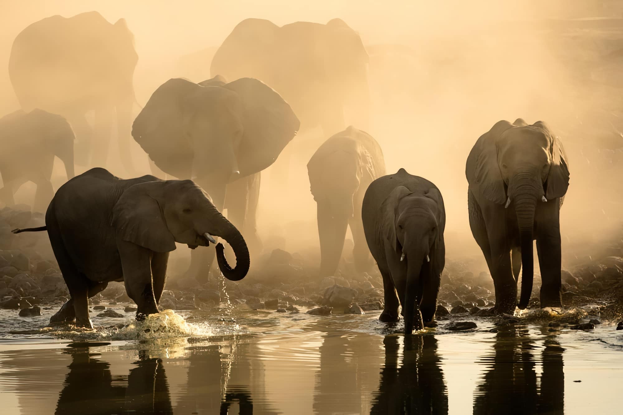 Un troupeau d'éléphants en Namibie