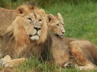 Lion et lionne au parc animalier Le Pal