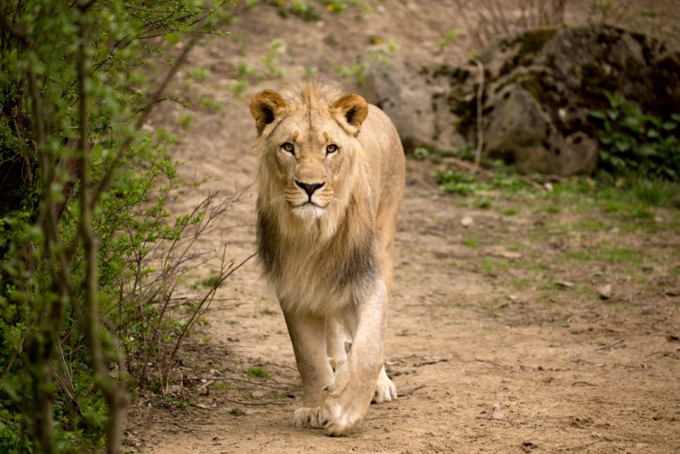 Lion dans le parc national de Kafue, Zambie