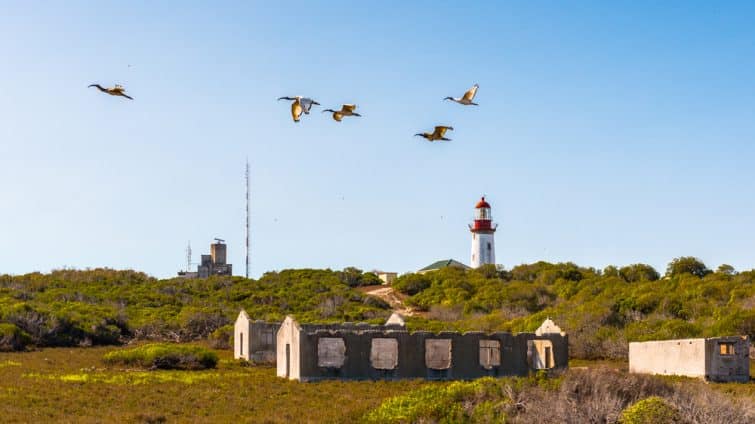 L'île de Robben, une île de Table Bay, à l'ouest de la côte de Bloubergstrand, au Cap, en Afrique du Sud.