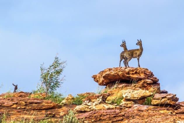 Les 10 Meilleurs Safaris à Faire En Afrique Du Sud