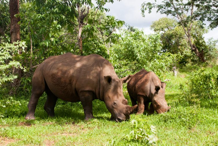 Rhinocéros blanc, Mosi–Oa–Tunya, Zambie