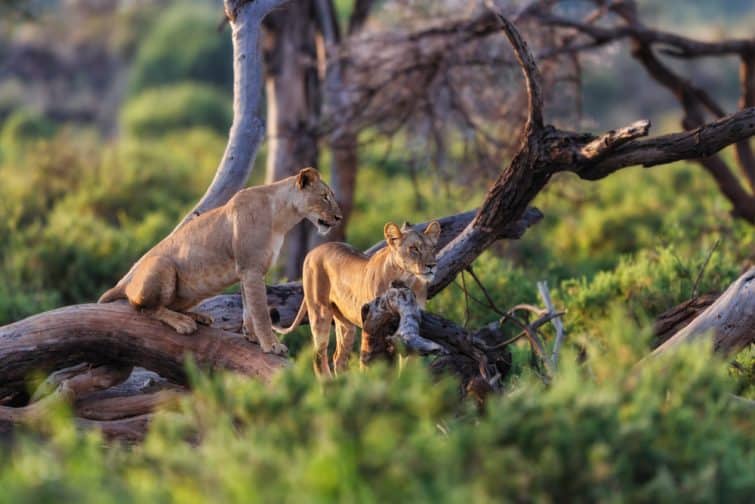 Faire un safari au Kenya dans la réserve nationale de Samburu