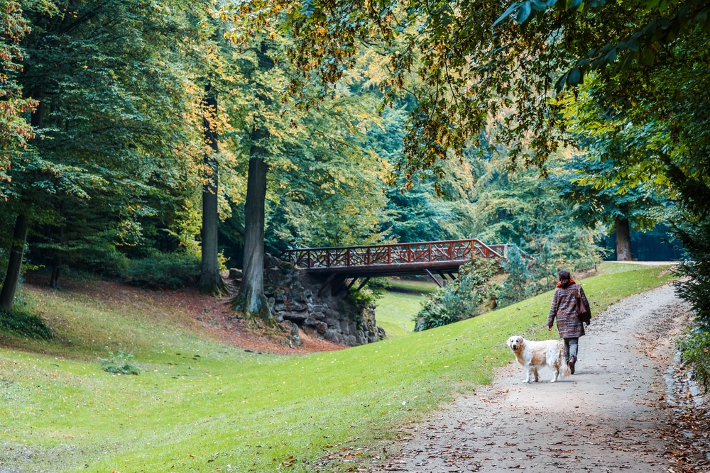 Visiter Bruxelles et le Bois de la Cambre, idéal pour les canins