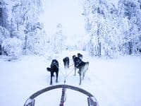 Faire du chien de traîneau à Tromsø