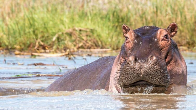 Hippopotame dans la réserve naturelle de Masaï Mara, Kenya