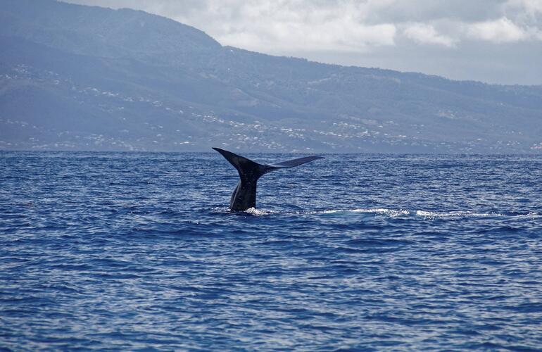 Observation dauphins et baleines Guadeloupe
