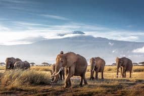 Eléphants dans le parc d'Amboseli, Kenya