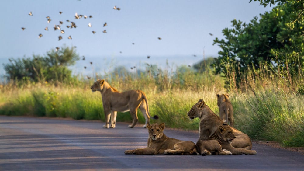 le safari safari