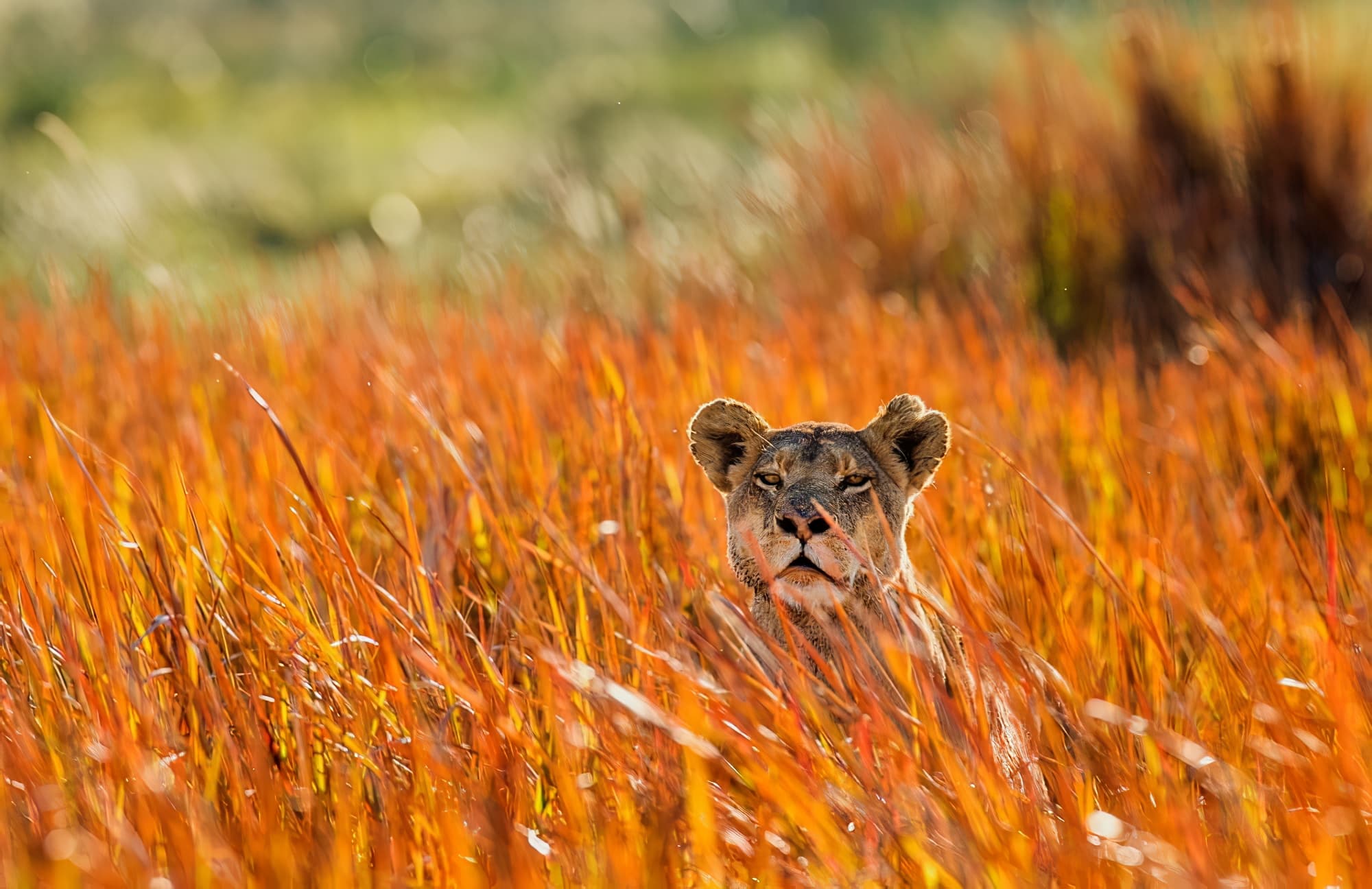 Les meilleurs safaris à faire en Zambie