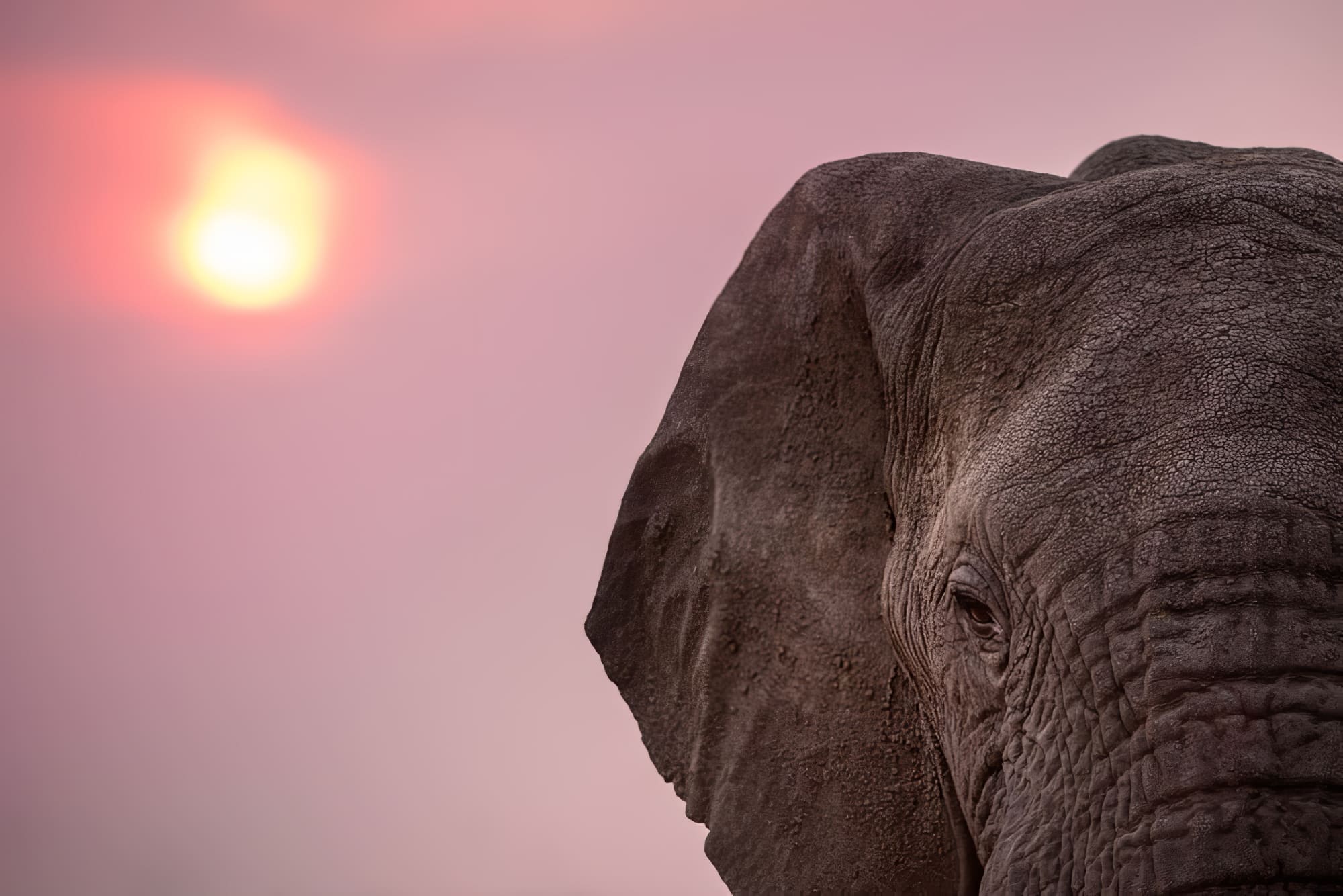 Safaris à faire en Afrique du Sud