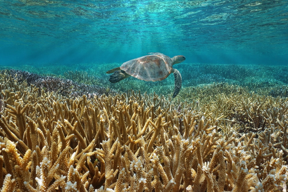 Corail reef sous l'eau avec une tortue de mer verte nage entre la surface de l'eau et les coraux, océan Pacifique, Nouvelle-Calédonie, Océanie