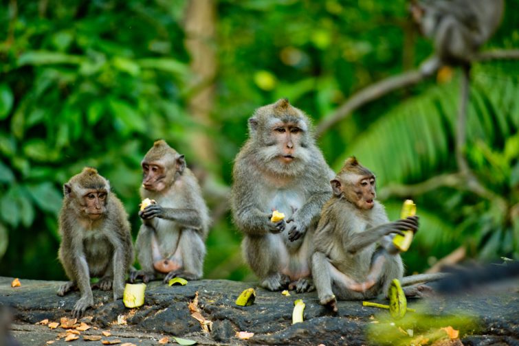 Des singes adultes s'assoient et mangent des fruits de banane dans la forêt. Forêt de singes, Ubud, Bali, Indonésie.