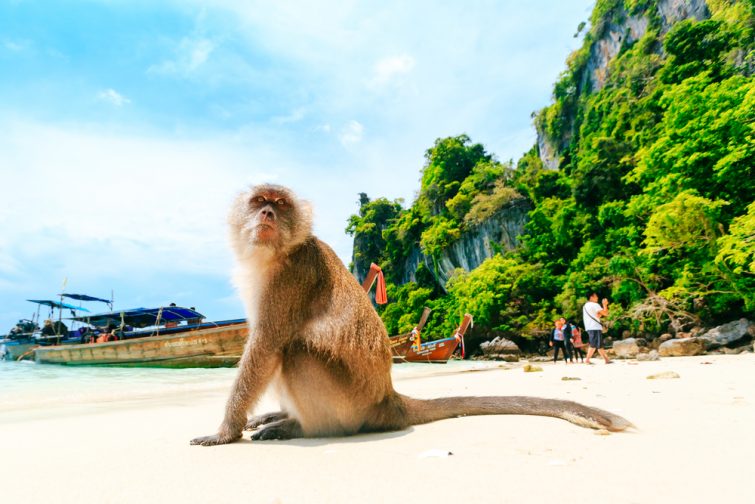 Monkey Beach, îles Phi Phi, Thaïlande