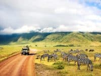 Nature sauvage de l'Afrique. Zèbres contre montagnes et nuages. Safari dans le parc national du cratère de Ngorongoro. Tanzanie.