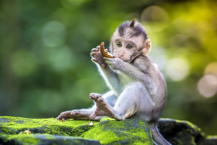Petit singe-bébé dans la forêt de singes à Ubud, Bali, Indonésie