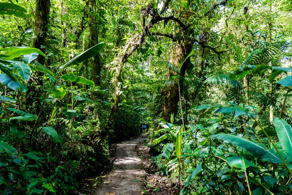 Piste dans la forêt de Cloudforest au Costa Rica, Monteverde randonnées au Costa Rica