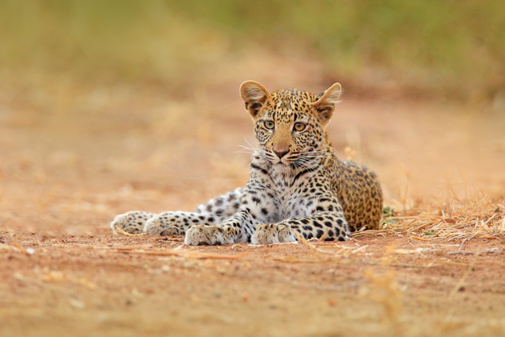 Un an de Léopard africain, Panthera pardus shortidgei, Parc national de Hwange, Zimbabwe. Grand chat sauvage dans l'habitat naturel. Jour ensoleillé dans la savane.