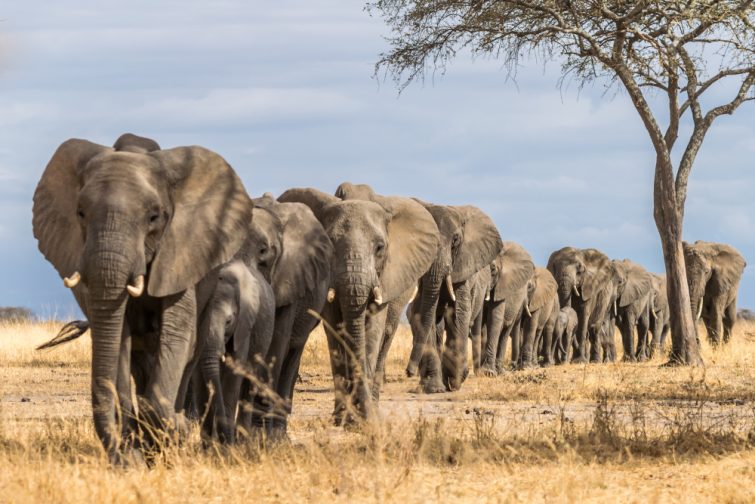 Un troupeau d'éléphants en Afrique marchant dans l'herbe du Parc national de Tarangire, Tanzanie safari en Tanzanie
