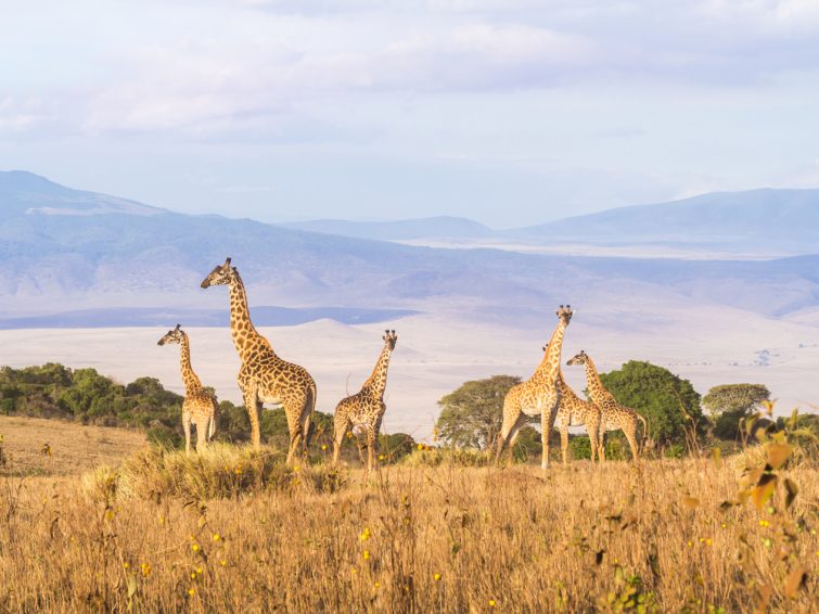 Un troupeau de girafes au bord du cratère de Ngorongoro en Tanzanie, en Afrique, au coucher du soleil. safari en Tanzanie