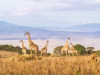 Un troupeau de girafes au bord du cratère de Ngorongoro en Tanzanie, en Afrique, au coucher du soleil.