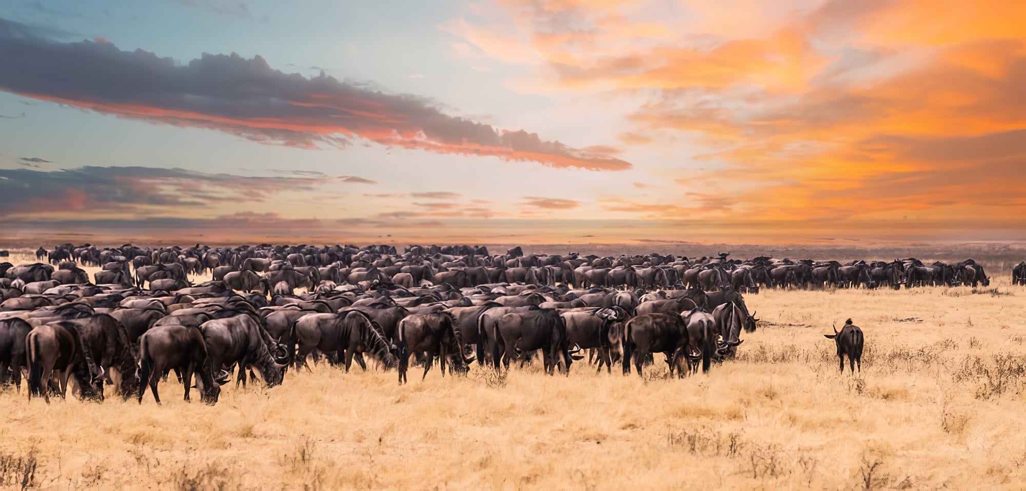 Une migration de la faune sauvage dans le Parc national du Serengeti, en Tanzanie