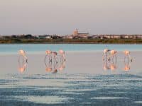 Visiter la Camargue