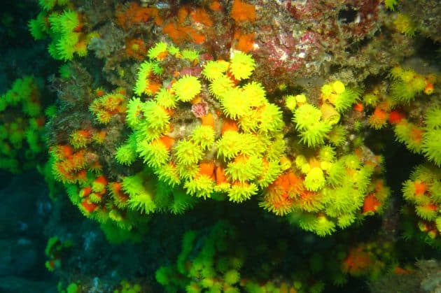 The 10 best diving spots in Cape Verde - Discover the World