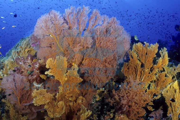 gorgones corail calédonie