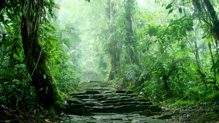 Escalier caché au fond de la jungle colombienne appartenant aux ruines de Ciudad Perdida