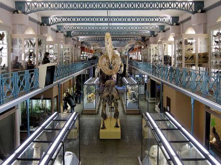 Musée d'histoire naturelle