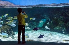 aquarium en France avec des poissons colorés et des plantes aquatiques