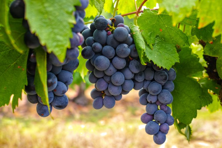 Grappe de raisin des vignobles du Haut-Languedoc