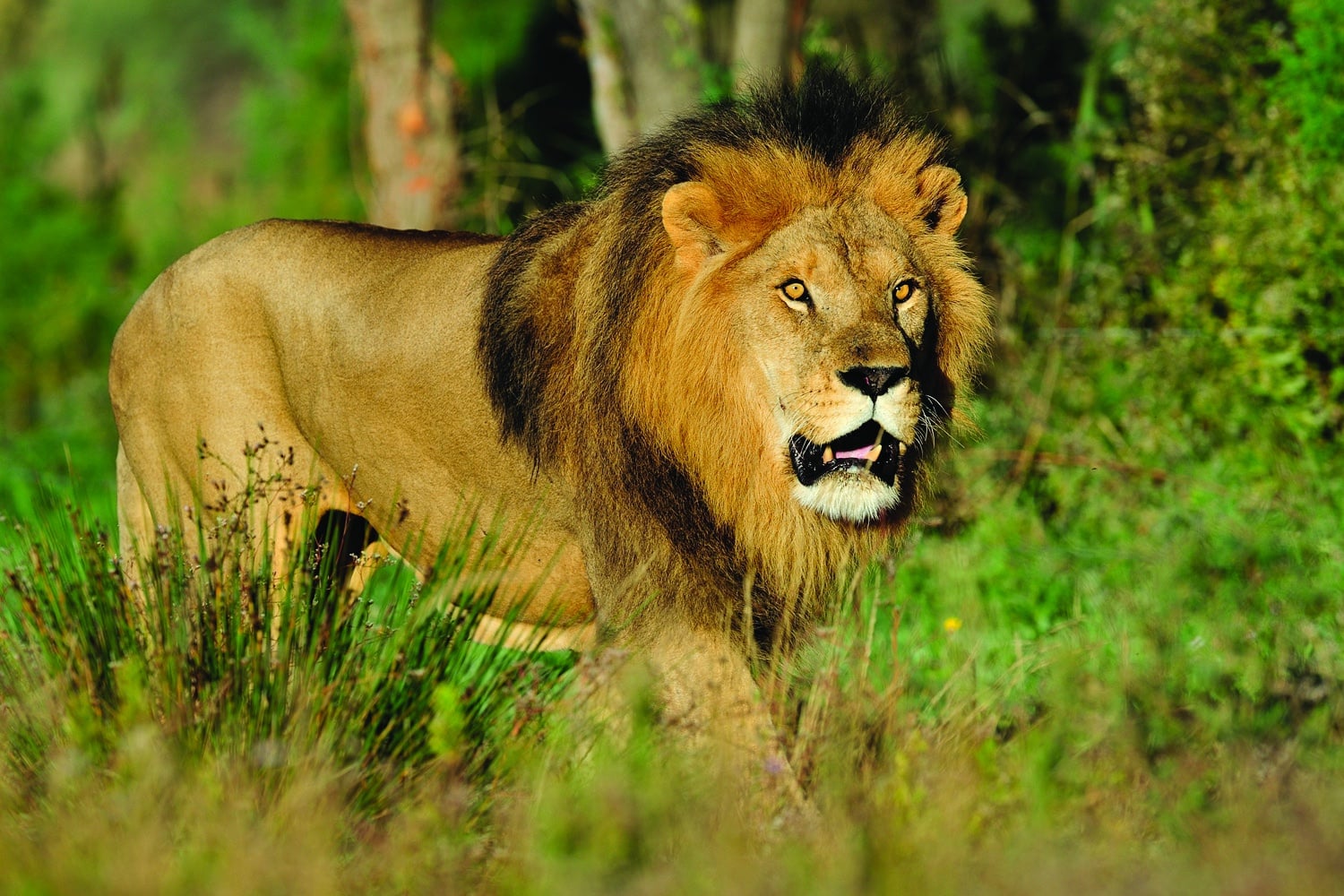 Visiter la réserve africaine de Sigean billets, tarifs, horaires