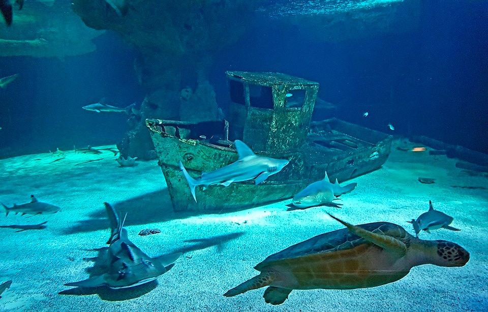Océarium du Croisic