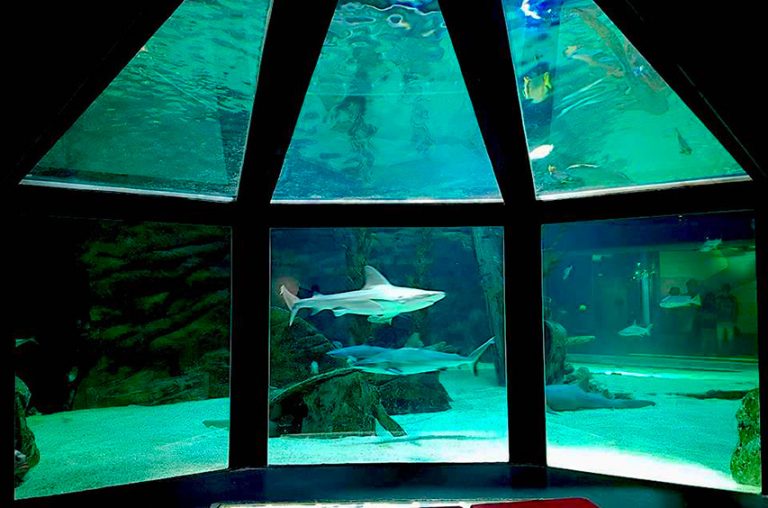 Les 10 meilleurs aquariums de France