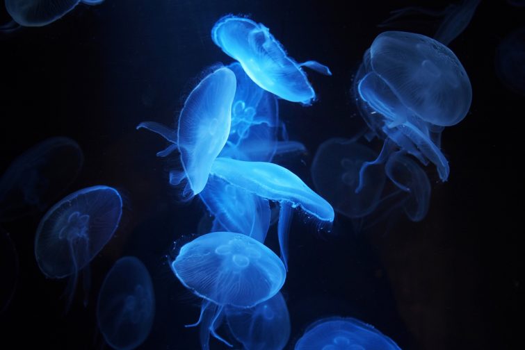 Visita le Hauts-de-France: meduse all'acquario di Nausicaá