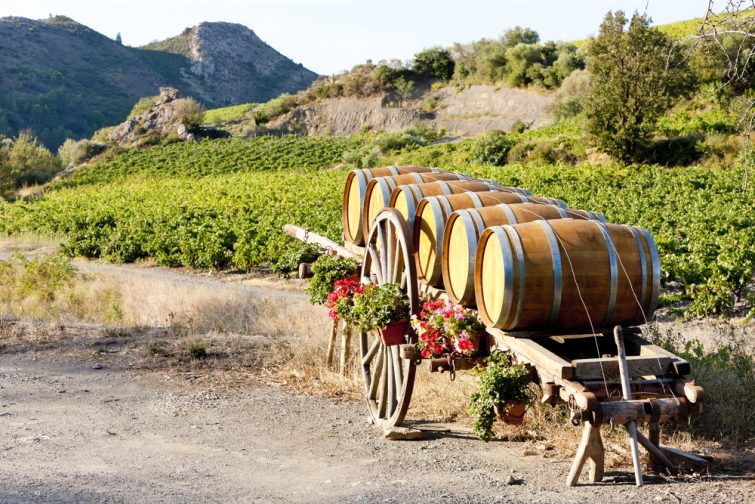 Vignes des Corbières et quelques tonneaux