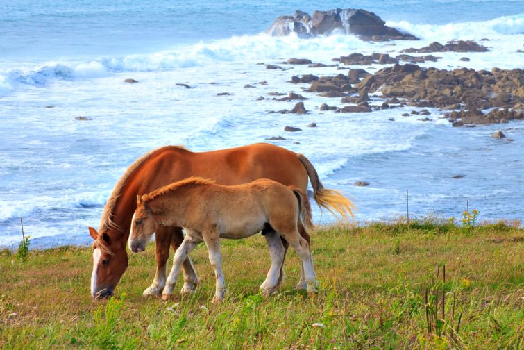 Visiter le Parc Naturel Régional d'Armorique : Balade équestre au Finistère