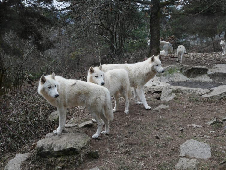 Le parc à loups du Gévaudan