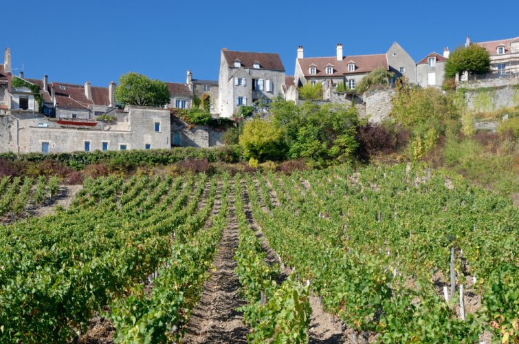 Le vignoble de Vézelay