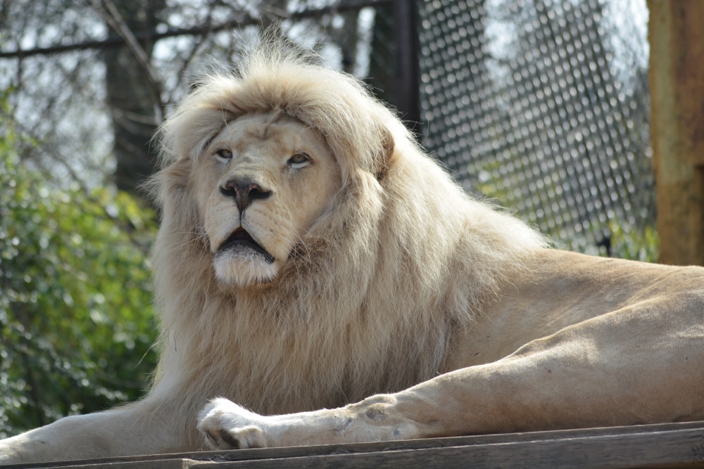 Le zoo d’Amnéville