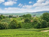 Paysage viticole, Montagne de Reims, France