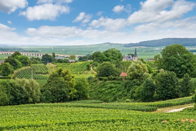 Paysage viticole, Montagne de Reims, France
